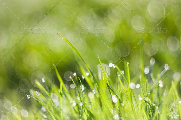 Morning Dew with Bokeh 4