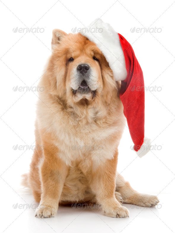 Chow-Chow In A Red Santa Claus Hat