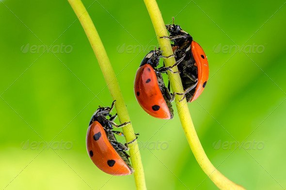 PhotoDune Ladybug