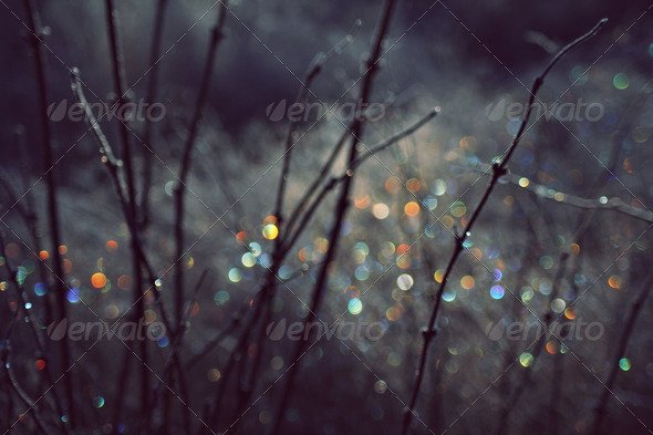 Winter Scene With Spectrum Light Bokeh In Grass