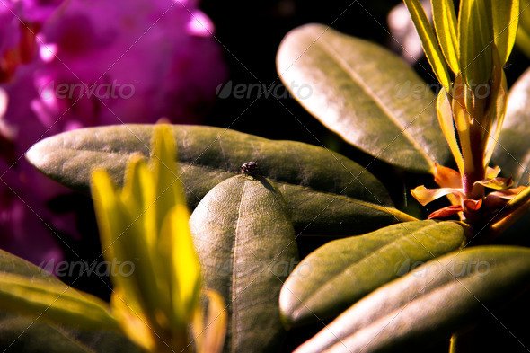 Close-up of a bug on a leaf