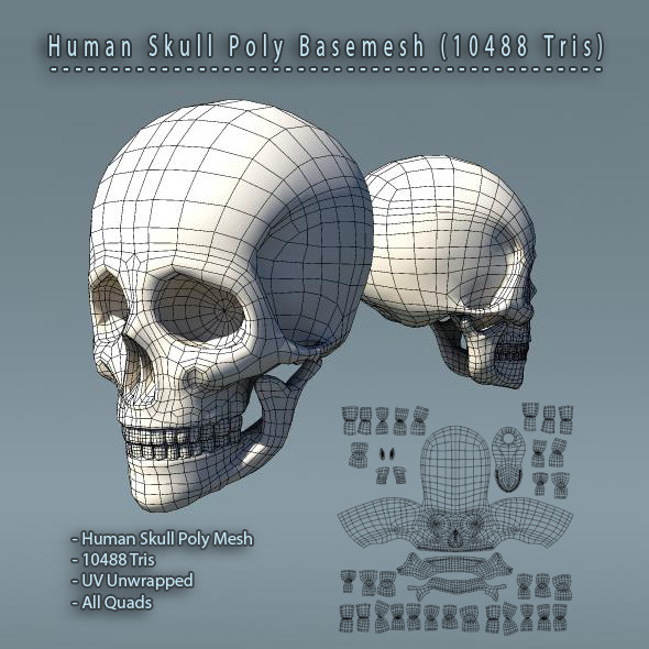 Human Skull Polygon Mesh