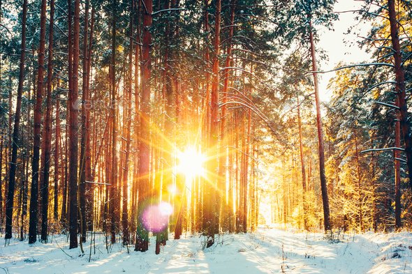 Beautiful Sunset Sunrise Sunshine In Sunny Winter Snowy Conifero