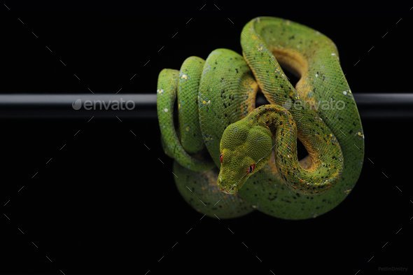 Green tree python isolated on black