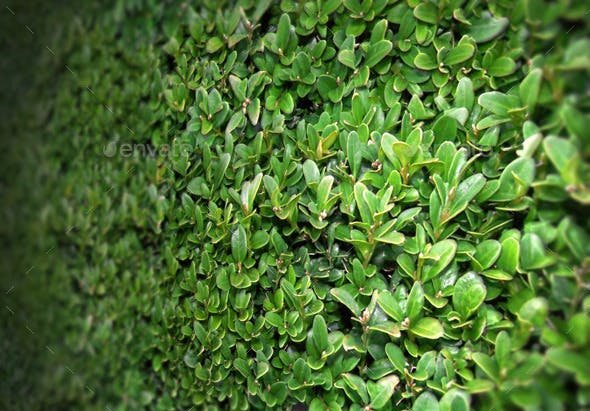 Shrub Seamless Texture