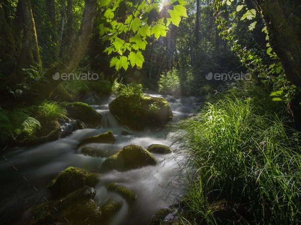 Sunlight filtered by the leaves of maple trees on a stream