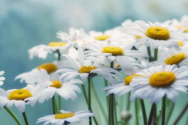 White daisies