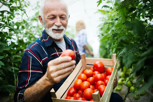 Senior gardener with a basket